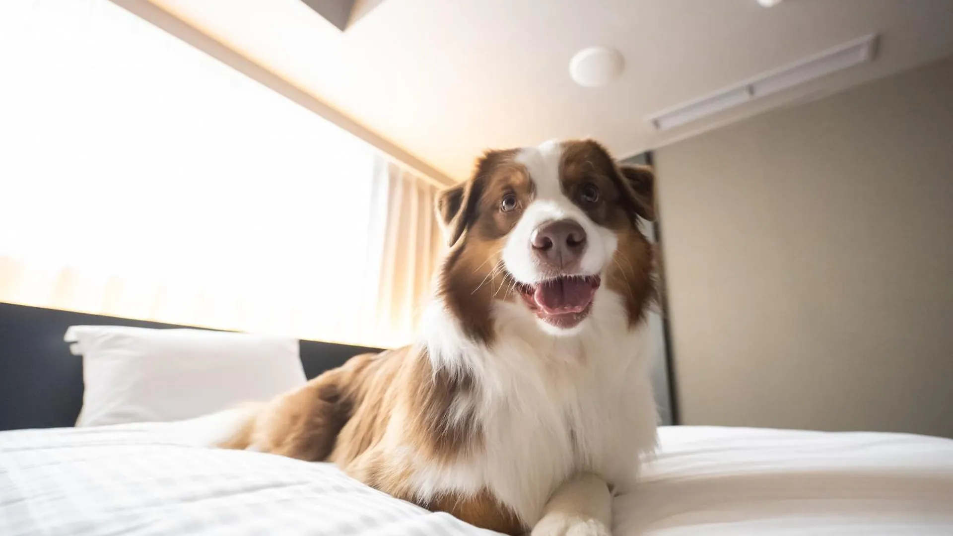 Hotel Anddoggy Kyoto Nijo Japan