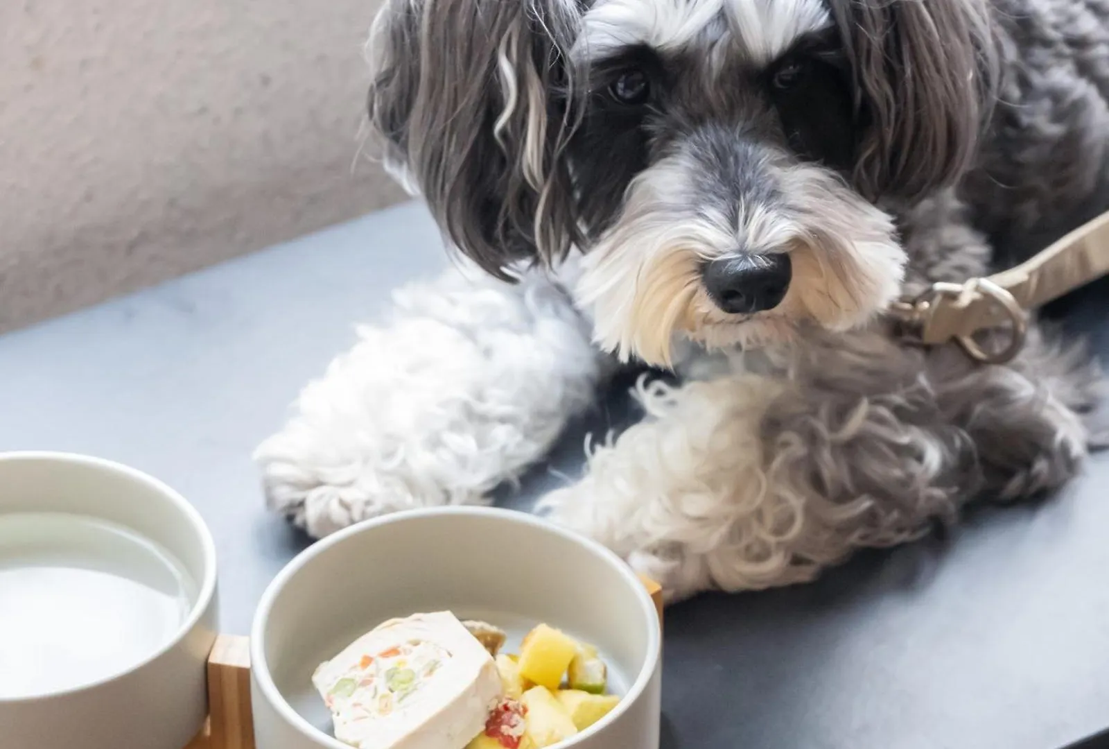 ***  Hotel Anddoggy Kyoto Nijo Japan