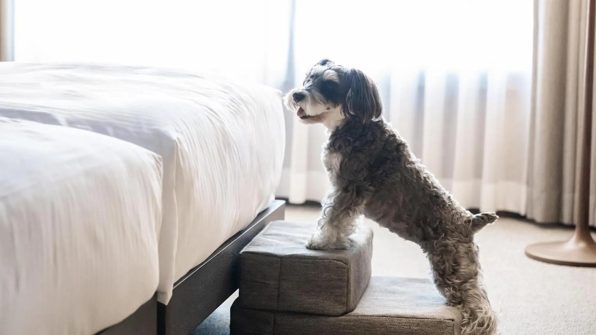 Hotel Anddoggy Kyoto Nijo 3*,